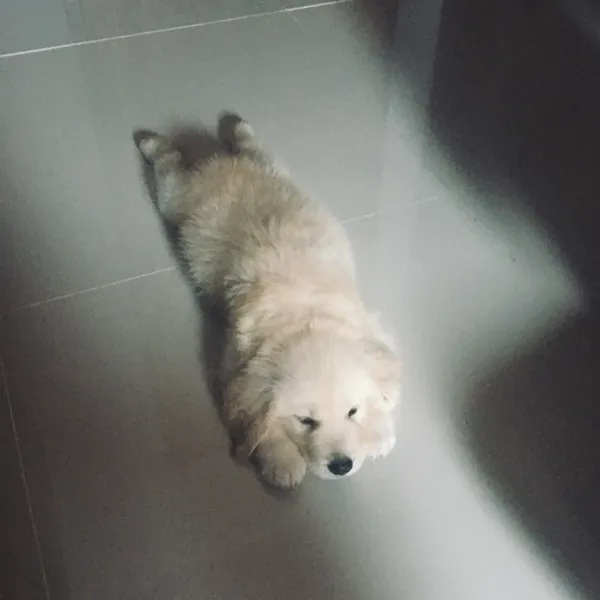Lisa, Golden Retriever puppy, Dog of the Week