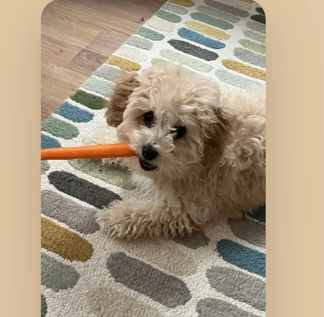 Teddy holding a carrot